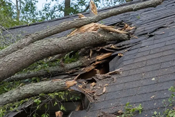 Tree fallen across a damaged shingle roof, letting rain into the attic